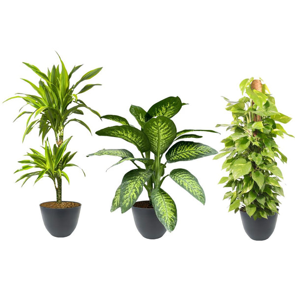 Piante da Interno per Poca Luce: Le 15 Migliori che Prosperano all'Ombra