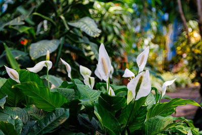 Spatifillo con fiori bianchi e foglie verdi lucide in un giardino tropicale