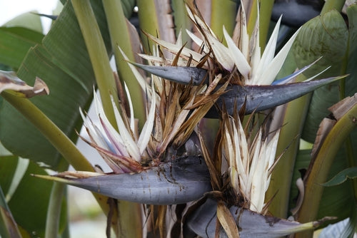 Strelitzia Nicolai : Guide d'entretien de la fleur oiseau de paradis Les  Jardins de Giulia  i Giardini di Giulia