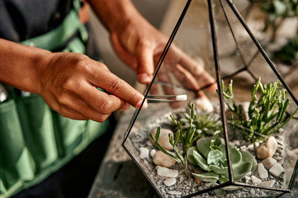 Mani che sistemano un terrario di piante grasse in una teca di vetro con delle pinzette