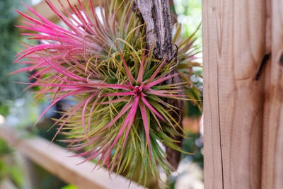 Tillandsia ionantha XXL : Guide complet de la plante aérienne thaïlandaise | Entretien et variétés
