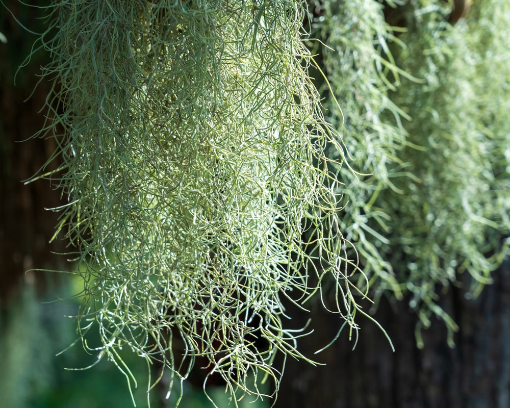 Tillandsia: Pflege von Luftpflanzen ohne Erde — i Giardini di Giulia