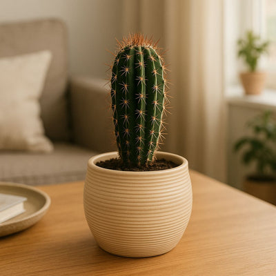 Vaso in argilla naturale con una pianta grassa da interno