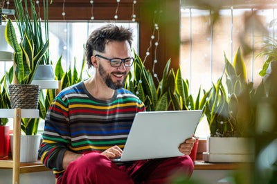 Piante di Sansevieria pronte per la vendita online