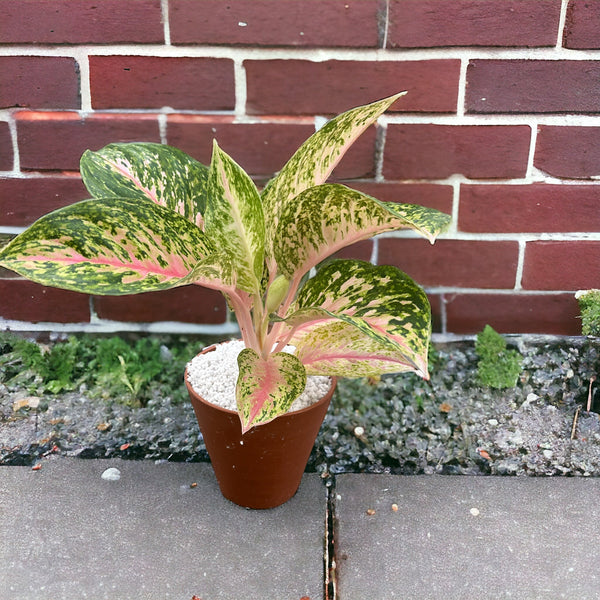 Pianta di Aglaonema in vaso con le sue foglie verdi decorative
