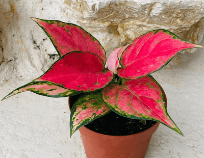 Aglaonema Lucky Red in vaso con foglie dai toni rosso intenso e bordi verdi