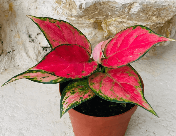 Aglaonema Lucky Red in vaso con foglie dai toni rosso intenso e bordi verdi