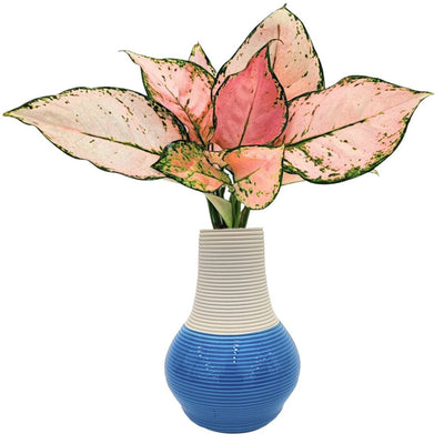 TerrAcqua: Aglaonema Rare in Idrocoltura - Una Rivoluzione Verde per la Casa.