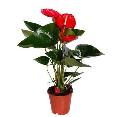 Anthrium: Un Viaggio Incantevole tra Storia e Cura di una Pianta Straordinaria