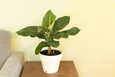 Banano nano Musa Tropicana in vaso bianco su un tavolo da soggiorno