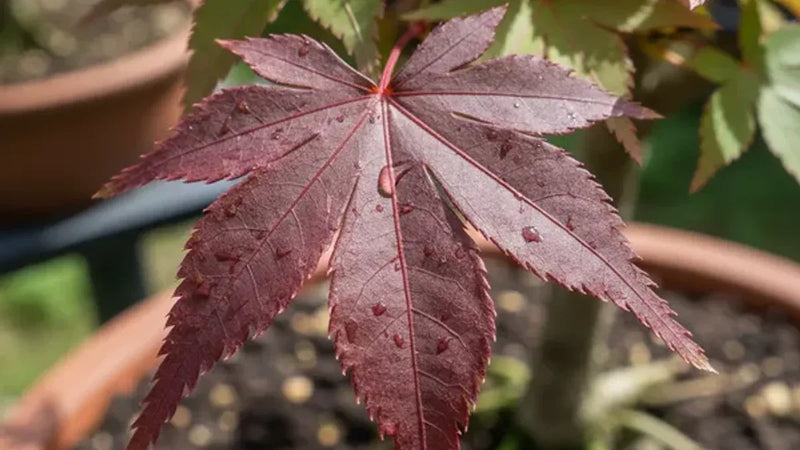 Bonsai di acero palmatum Bloodgood con foglie rosso porpora in primavera su tavola espositiva