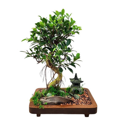 L'Arte del Bonsai: Guida Completa alla Scelta e Cura delle Miniature Viventi