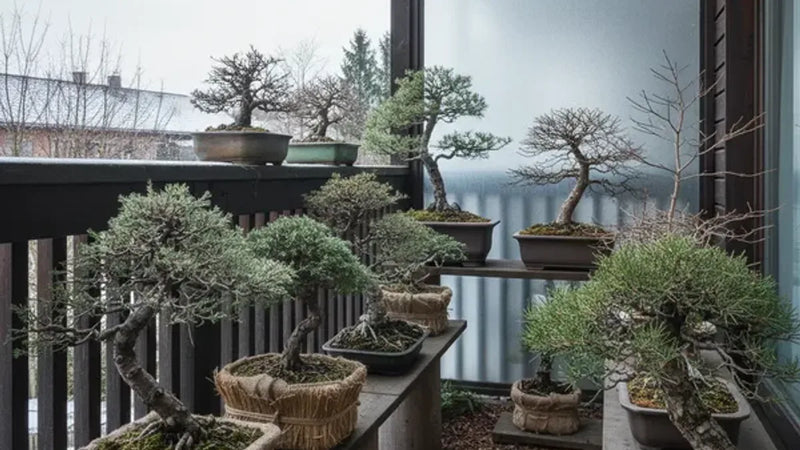 Bonsai da esterno in posizione riparata
