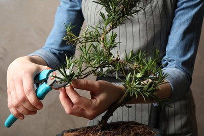 Bonsai per Principianti: L'Arte Millenaria alla Portata di Tutti