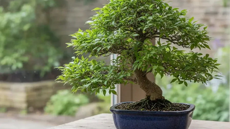 Bonsai di olmo cinese con chioma fitta di foglie piccole e dentellate in vaso di ceramica