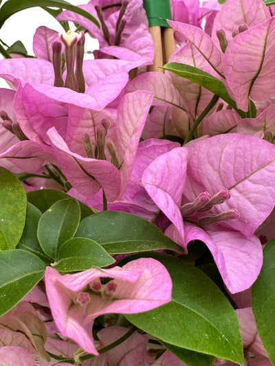 Bougainvillea fiorita con brattee fucsia su un muro di giardino mediterraneo