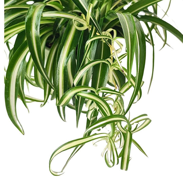 Chlorophytum: La Pianta Ragno Indistruttibile che Purifica l'Aria (Certificata NASA)