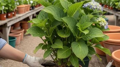 Concimazione autunnale: quando l'ultima dose salva la pianta e quando smettere del tutto