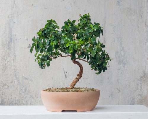 Cura del Bonsai: Tecniche e Consigli per Principianti