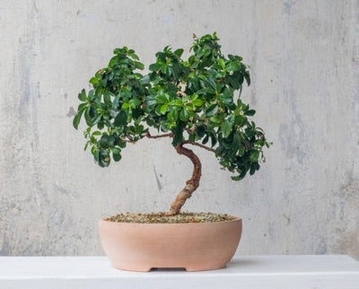 Cura del Bonsai: Tecniche e Consigli per Principianti