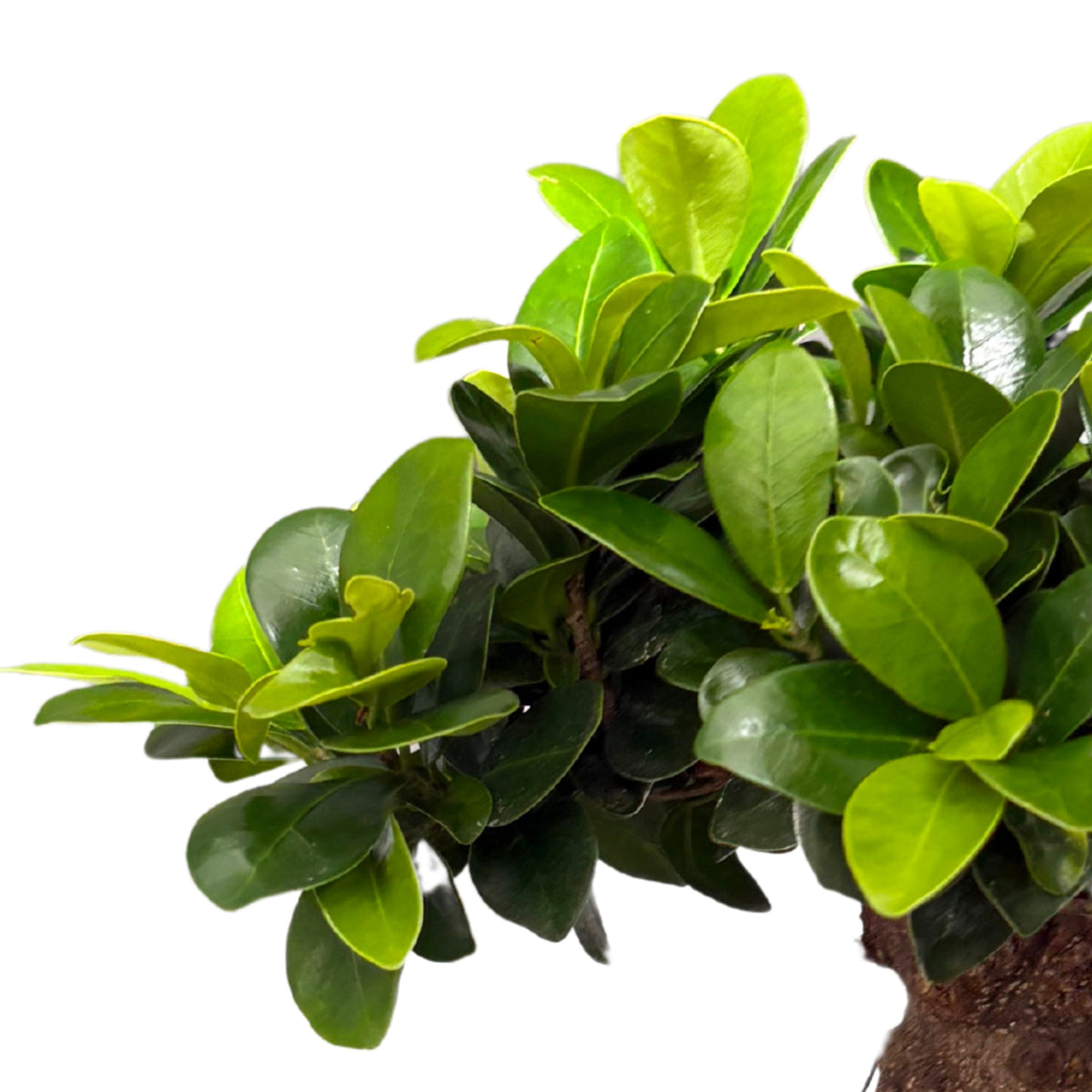 Bonsai Ginseng cure e consigli