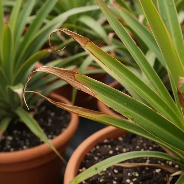 Dracaena marginata con punte foglie marroni secche primo piano