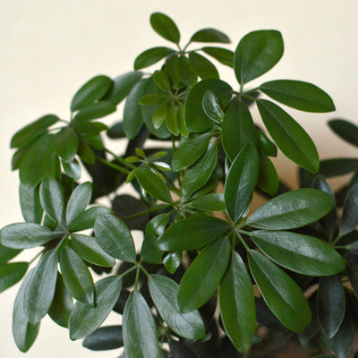 Schefflera in vaso con foglie palmate verdi lucide disposte a ombrello