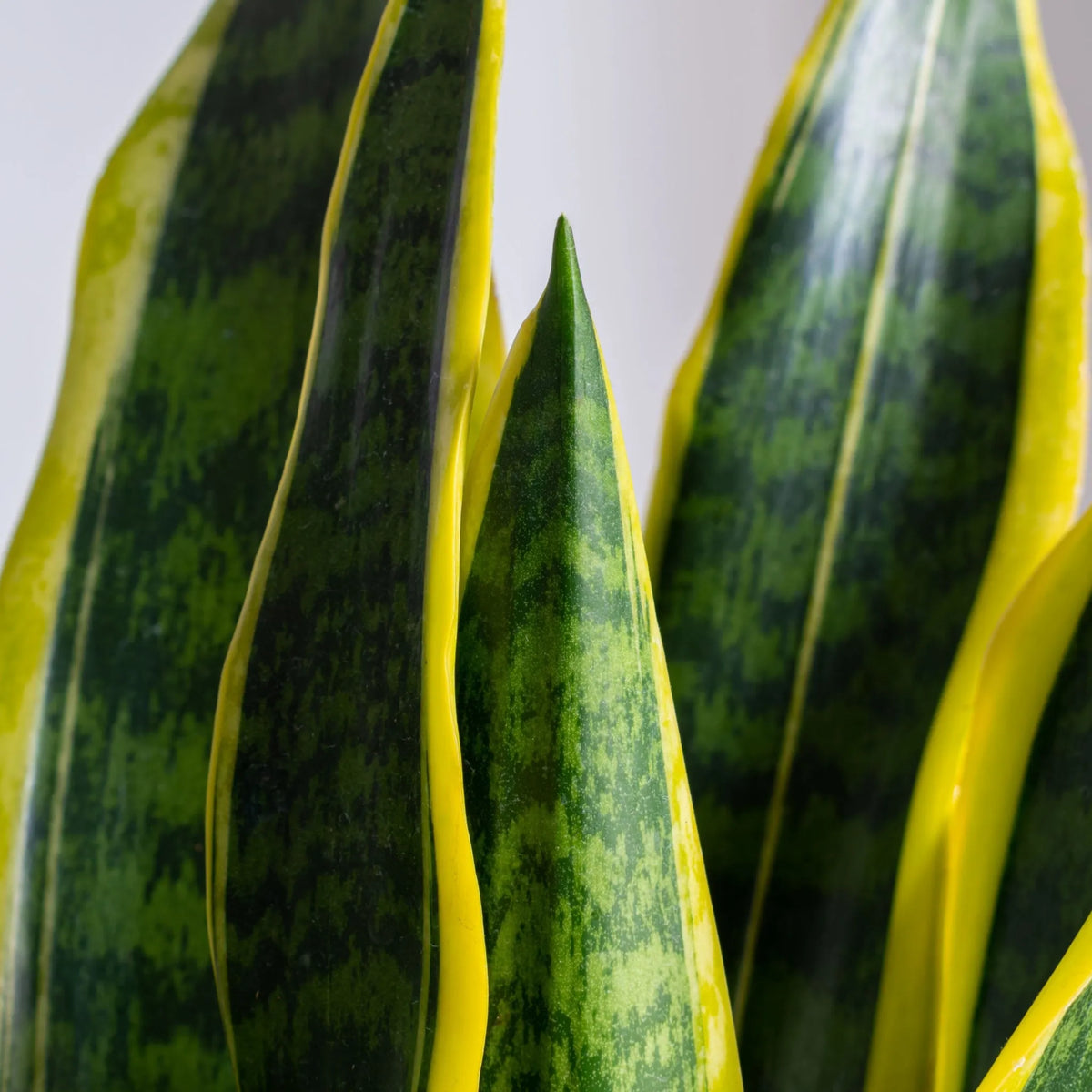 Exploring African Elegance: Sansevieria Laurentii