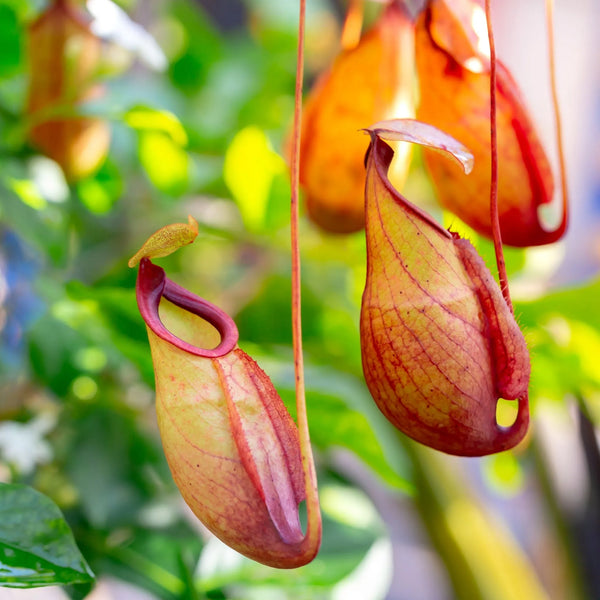 Nepenthes, pianta carnivora con le brocche appese tra le foglie verdi