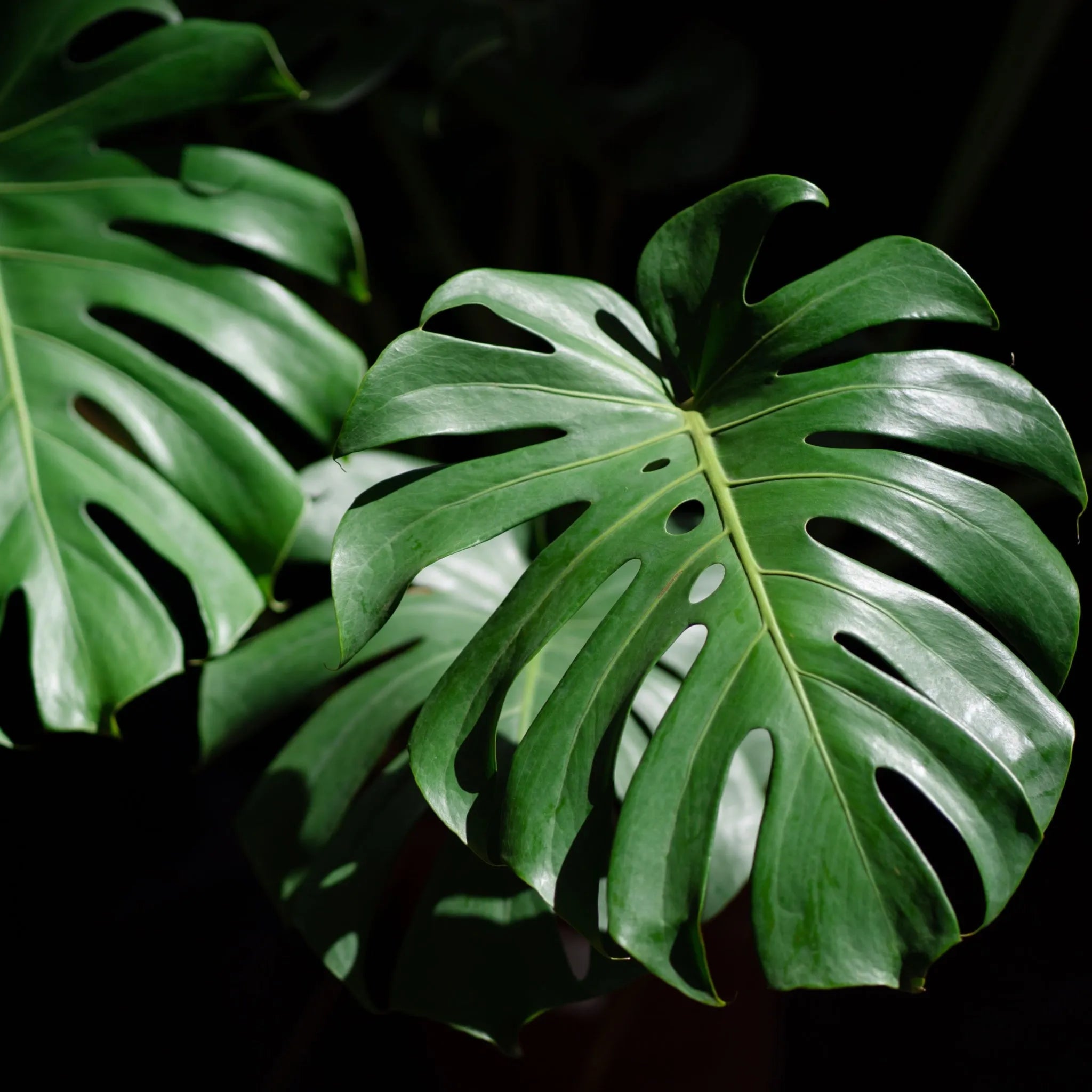 ESPLORIAMO L'AFFASCINANTE MONSTERA: UNA MERAV I Giardini di Giulia  i  Giardini di Giulia