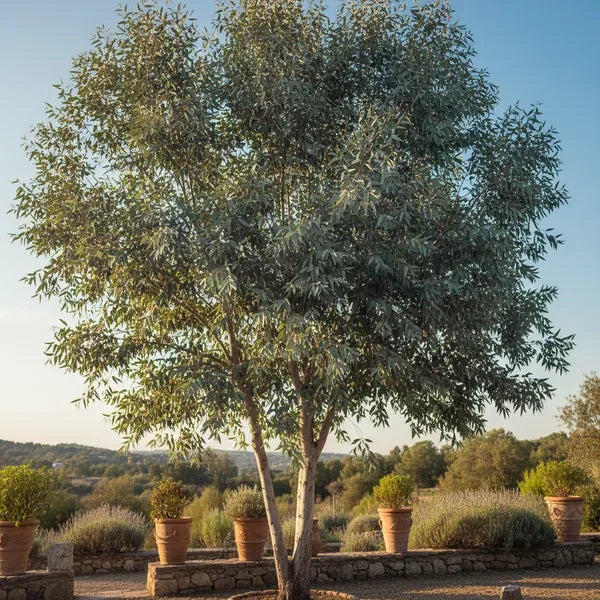Eucalipto: Guida Completa alla Cura e Coltivazione di Questa Pianta Aromatica