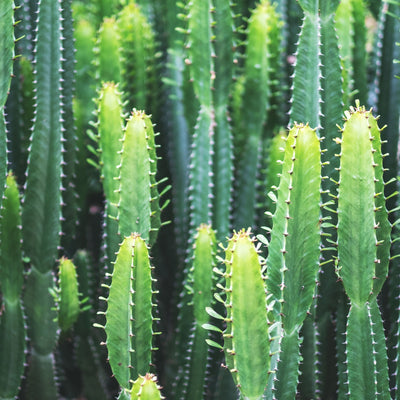 Euphorbia ingens, succulenta con fusto robusto e rami verticali che ricorda un candelabro
