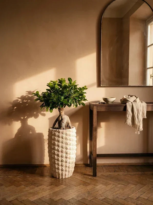 Bonsai Ficus Ginseng nel vaso Fira: il pezzo unico che ti dice quando innaffiare