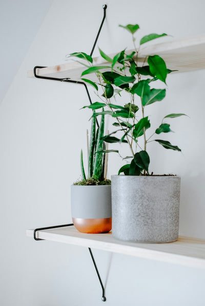 Piante verdi in vaso di diverse specie in un ambiente interno luminoso