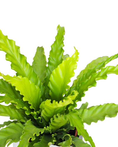 Asplenium Osaka in vaso con foglie verdi lucide, lunghe e ondulate