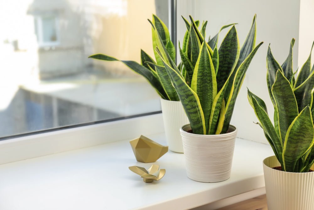 Emplacements idaux pour la sansevieria  la maison  i Giardini di Giulia