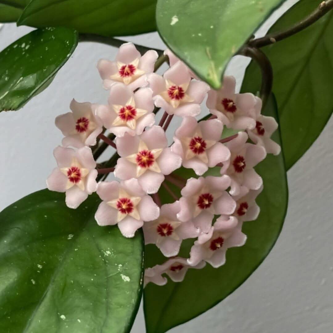 Hoya: Guida alla Cura dei Fiori di Cera