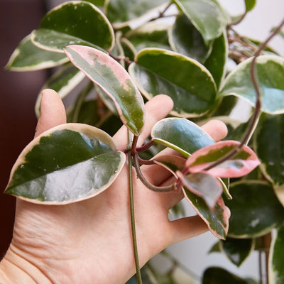 Hoya Carnosa 'Krimson Queen' : Le guide complet pour une plante saine et luxuriante