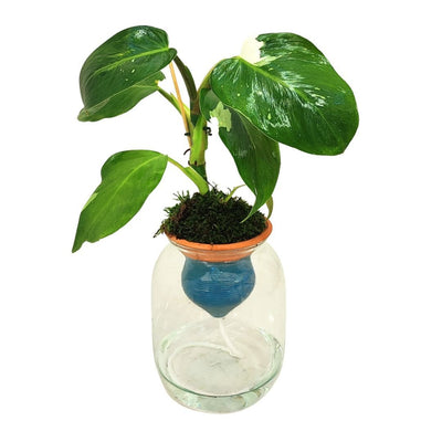 Pianta in vaso Hydro Terra in argilla con sistema di idrocoltura naturale