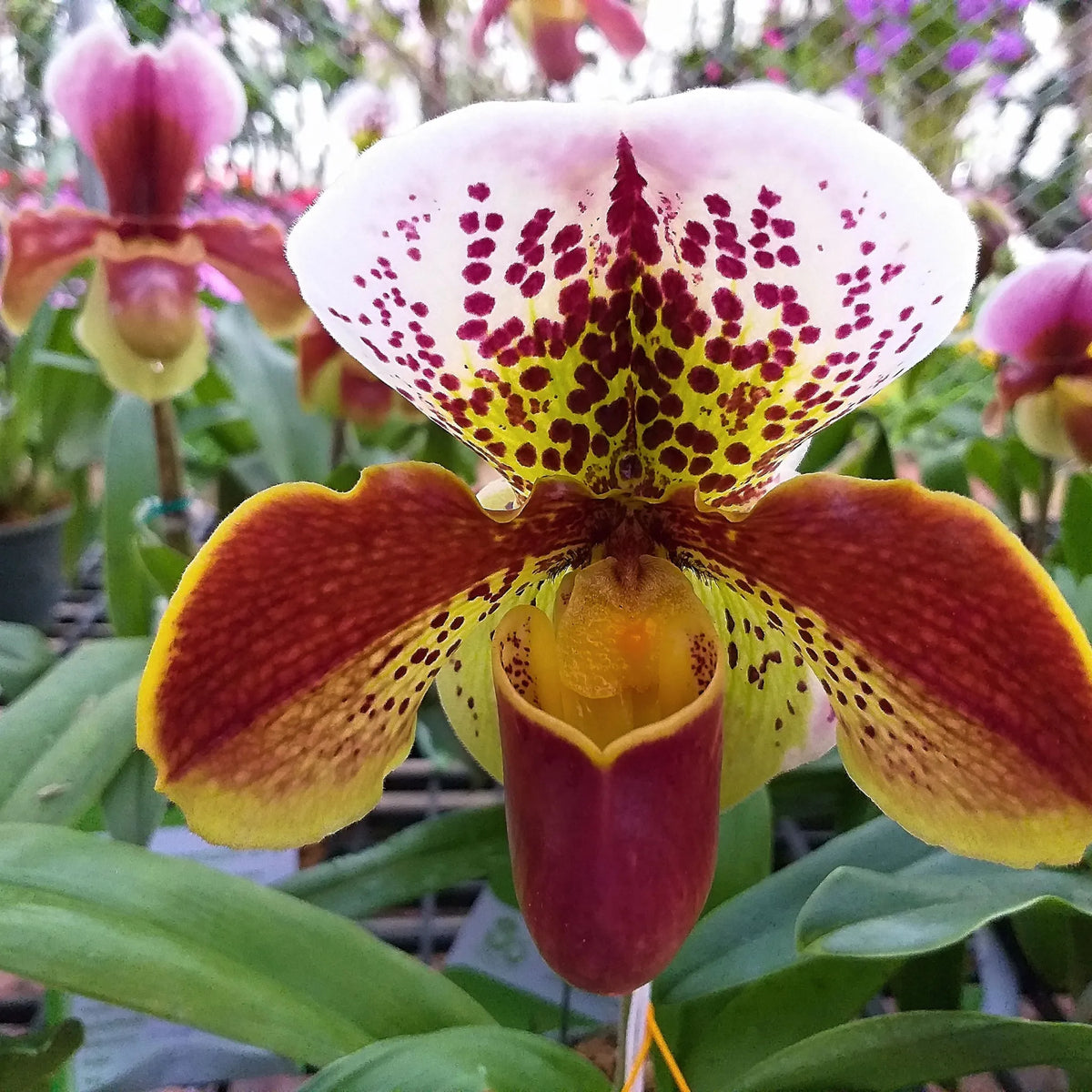 LES MYSTÈRES DES ORCHIDÉES PAPHIOPEDILUM