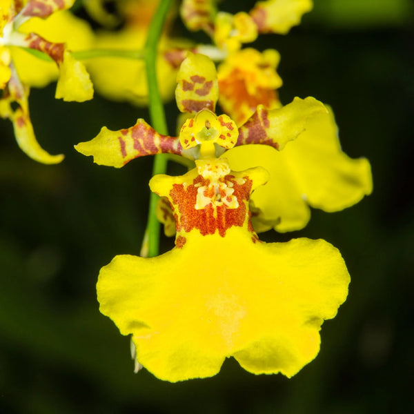 LE CHARME SANS FIN D'ONCIDIUM