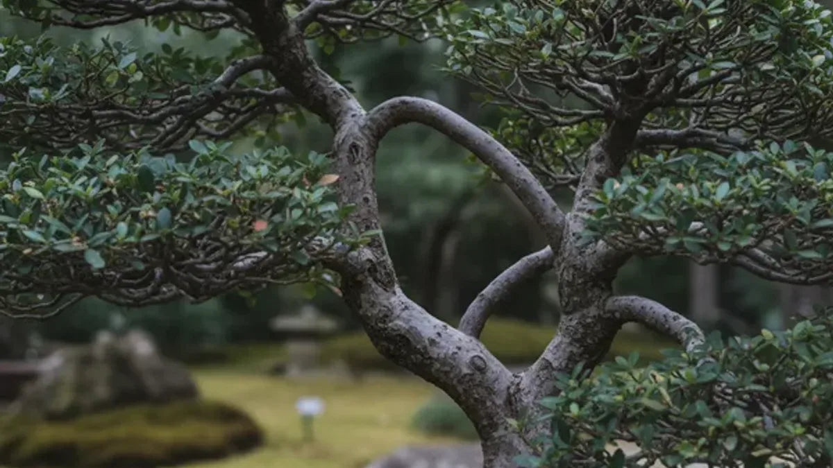Innesto per approssimazione bonsai: come progettare un ramo mancante