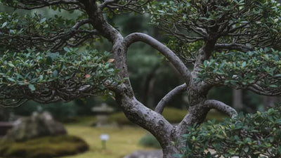 Spazio vuoto nella chioma di un bonsai da valutare per l'innesto per approssimazione