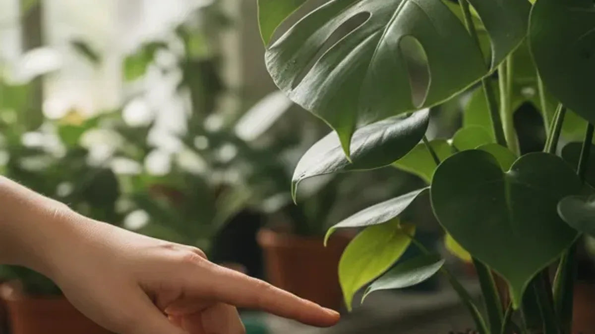 Changement de régime : comment reprogrammer l’arrosage des plantes en septembre