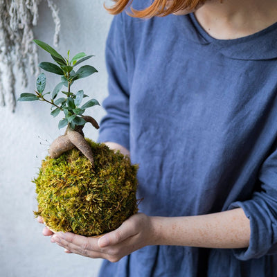 Kokedama DIY : le guide pour le créer vous-même.