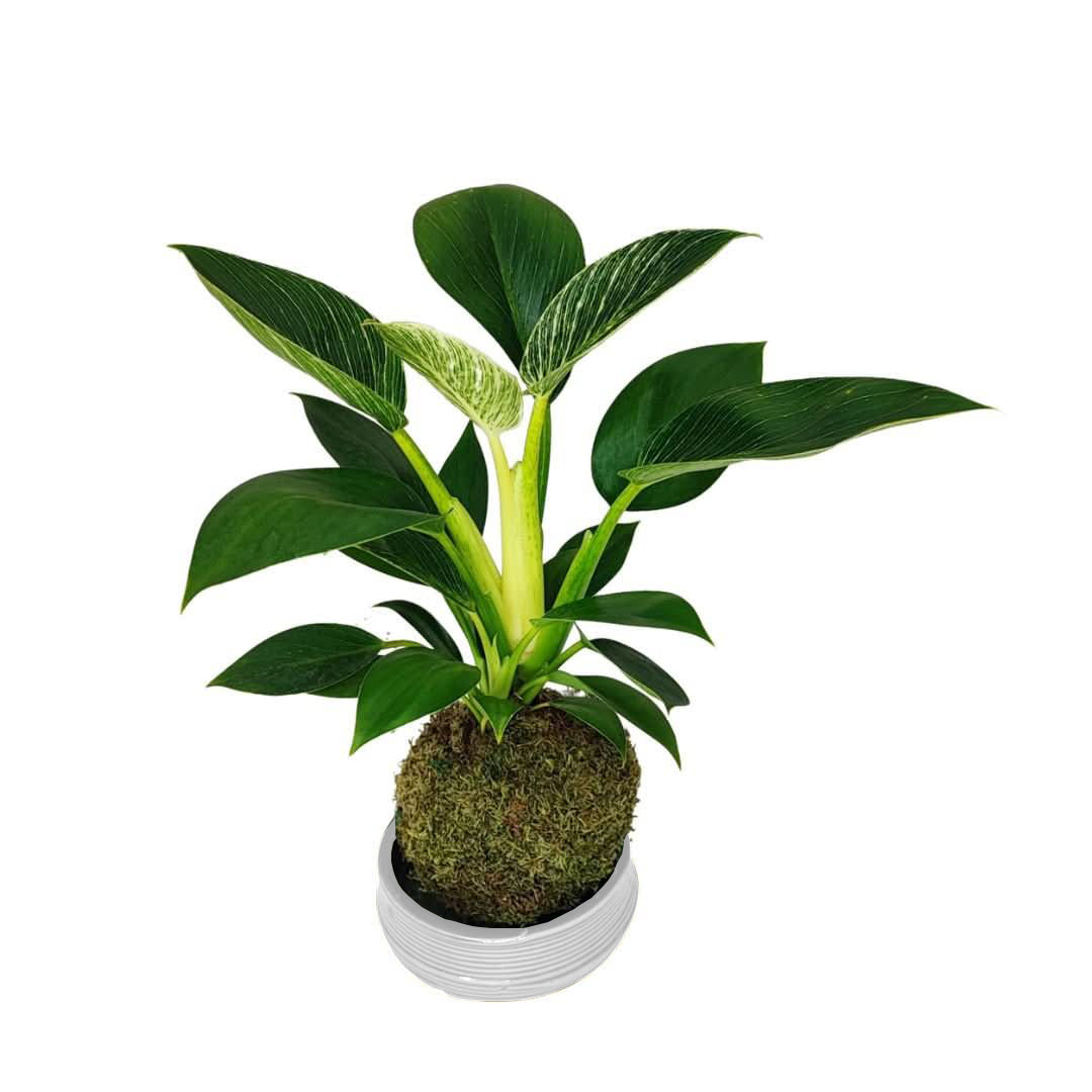 Scopri l'arte giapponese del Kokedama