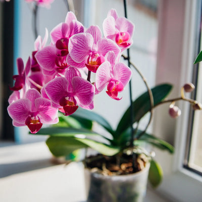 LA BELLEZZA EFFIMERA DELLA PHALAENOPSIS