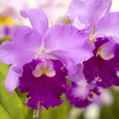 Orchidea Cattleya con grandi fiori vistosi dai petali ondulati e labello colorato