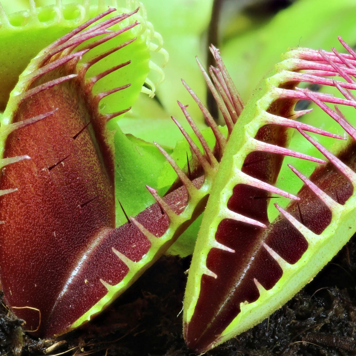 DIONEA, LA PLANTE CARNIVORE QUI FAIT LE COEUR