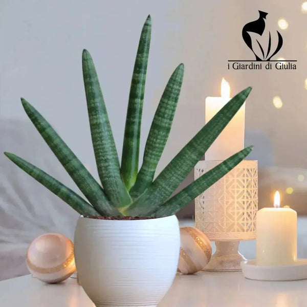 Le guide complet d'entretien du Sansevieria cylindrica : le secret pour avoir une maison verte et tendance 